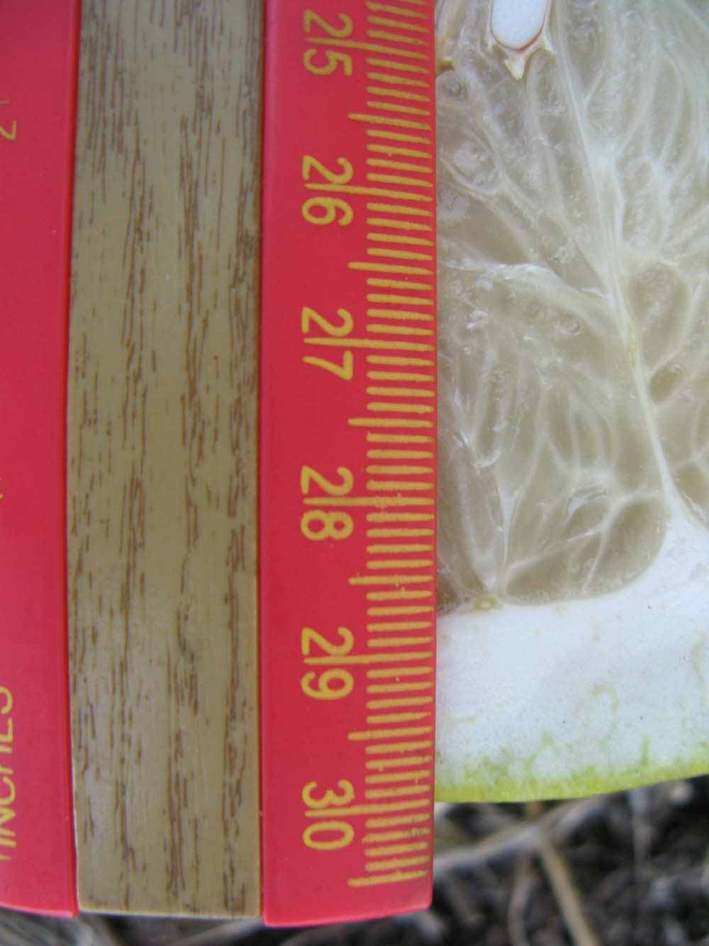              Fruit cross-section (Winter Haven, FL)       